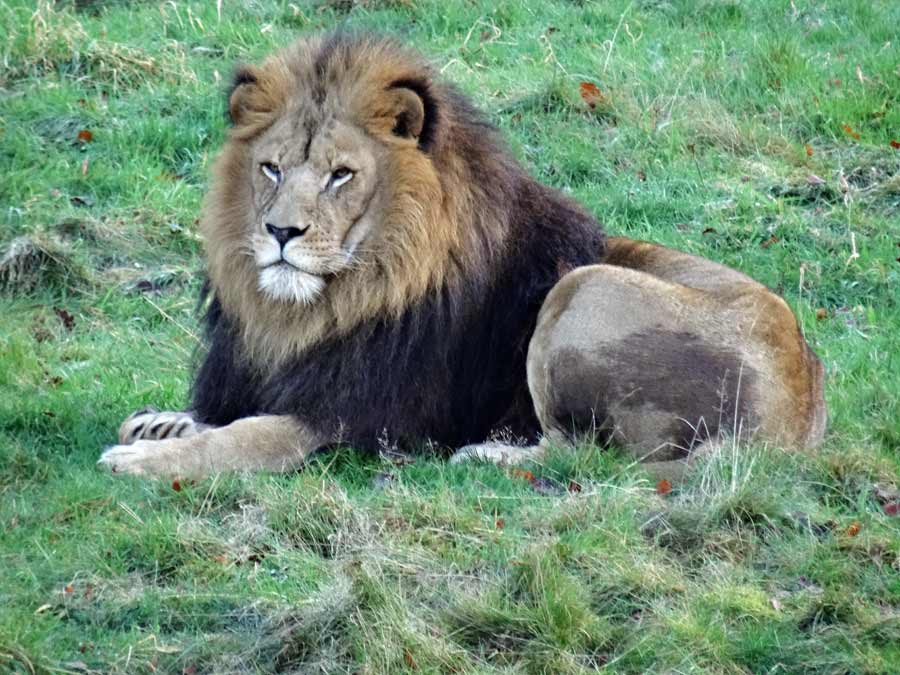 Afrikanischer Löwe im Zoologischen Garten Wuppertal im November 2014