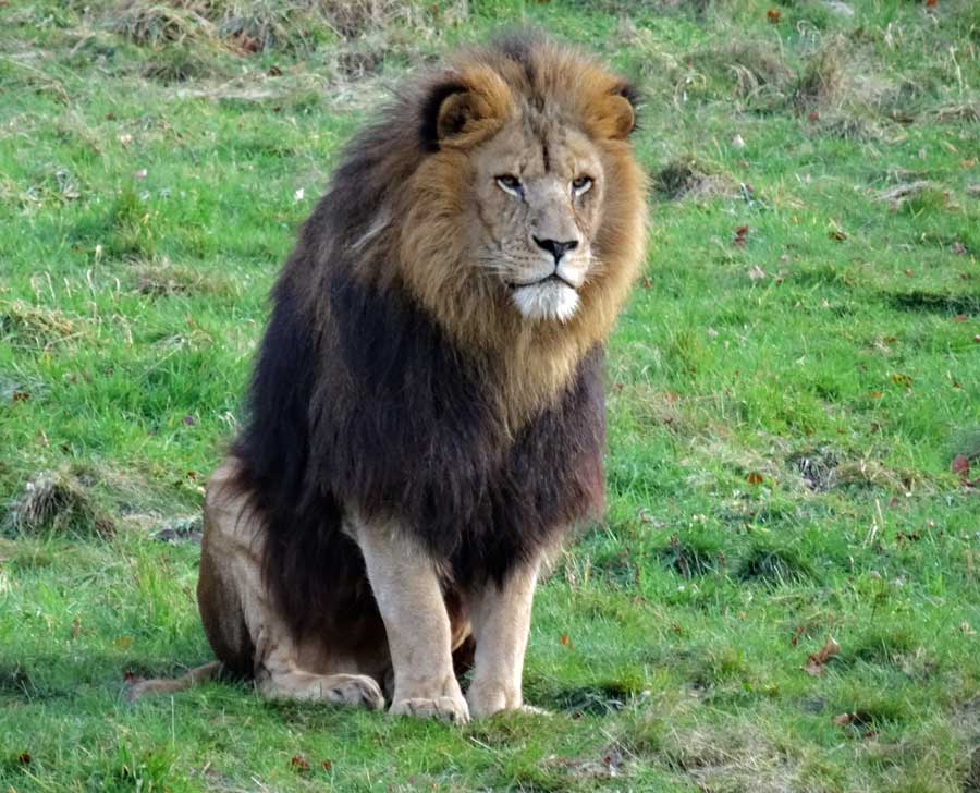 Afrikanischer Löwe im Zoo Wuppertal im November 2014