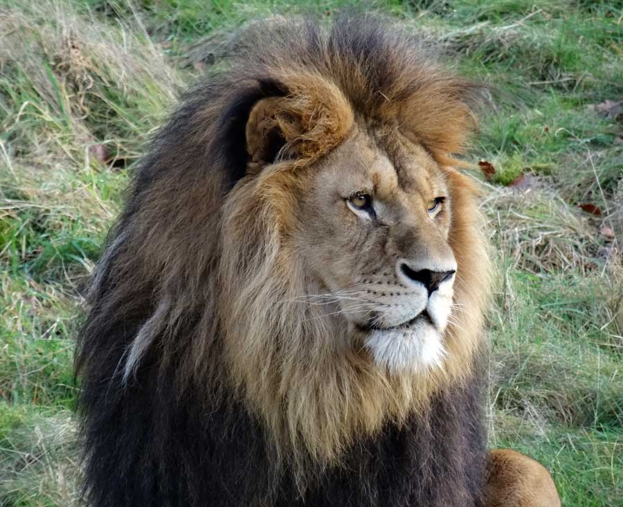 Afrikanischer Löwe im Grünen Zoo Wuppertal im November 2014