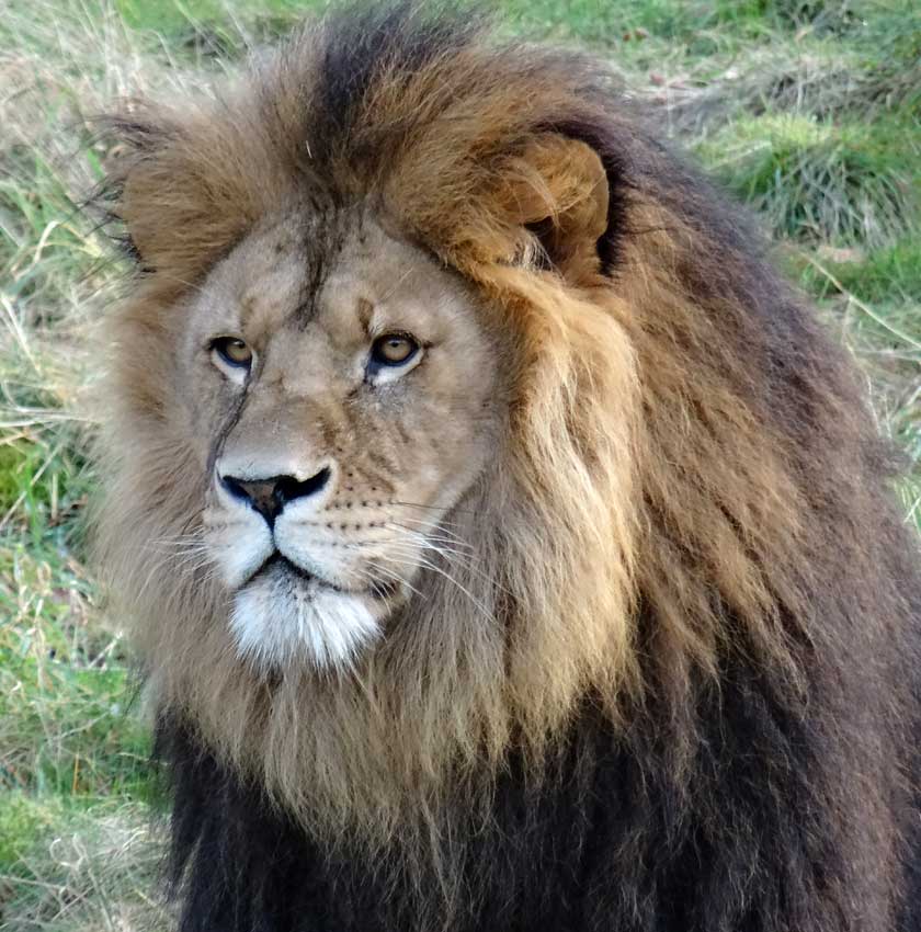 Afrikanischer Löwe im Zoo Wuppertal im November 2014