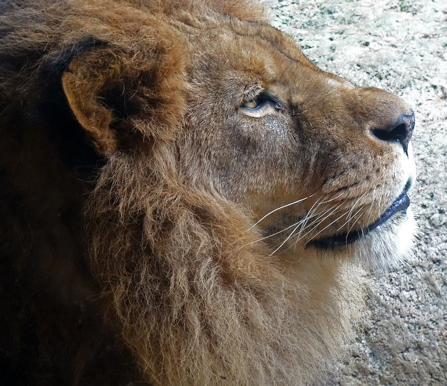 Afrikanischer Löwe MASSAI im Wuppertaler Zoo im November 2014