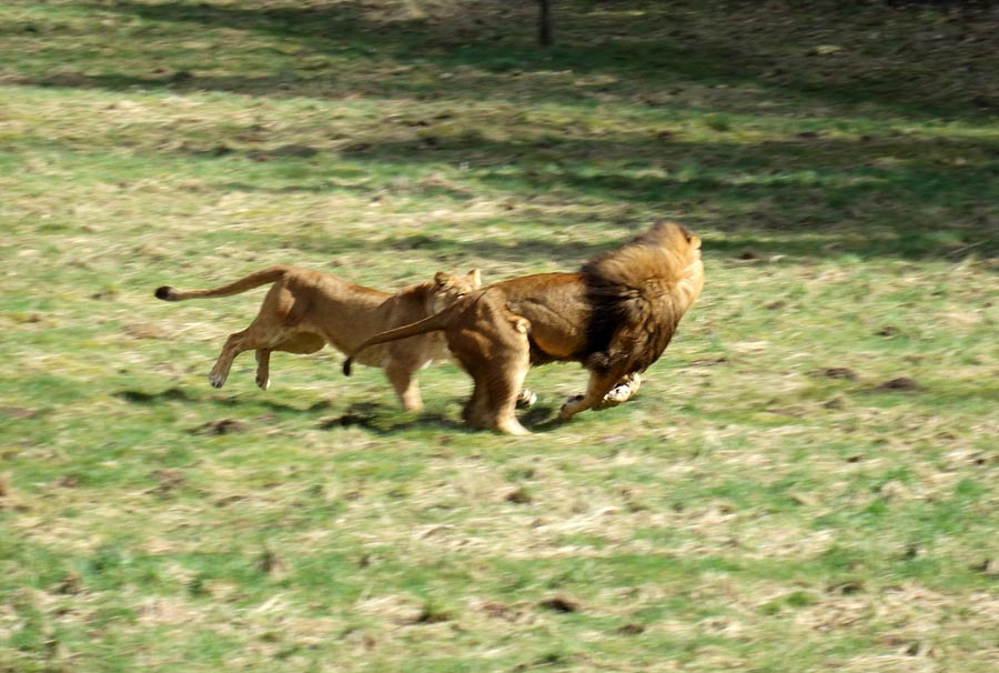 Afrikanische Löwen im Zoologischen Garten Wuppertal im April 2015