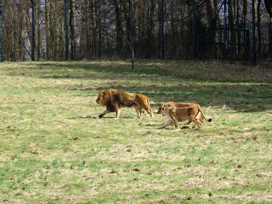 Afrikanische Löwen im Grünen Zoo Wuppertal im April 2015