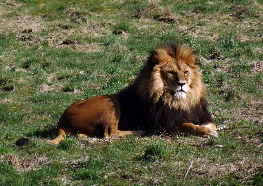 Afrikanischer Löwe im Zoo Wuppertal im April 2015