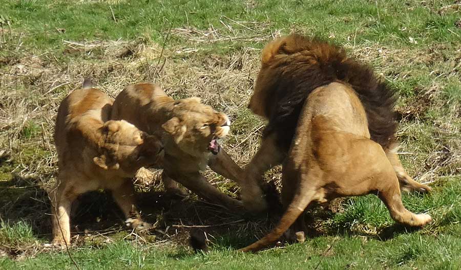 Afrikanische Löwen im Zoologischen Garten Wuppertal im April 2015