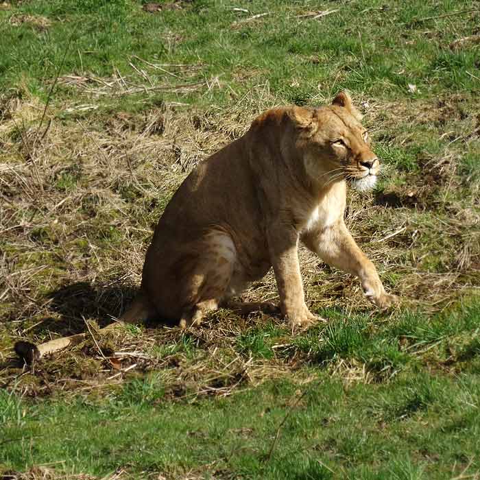 Löwin MALAIKA im Wuppertaler Zoo im April 2015