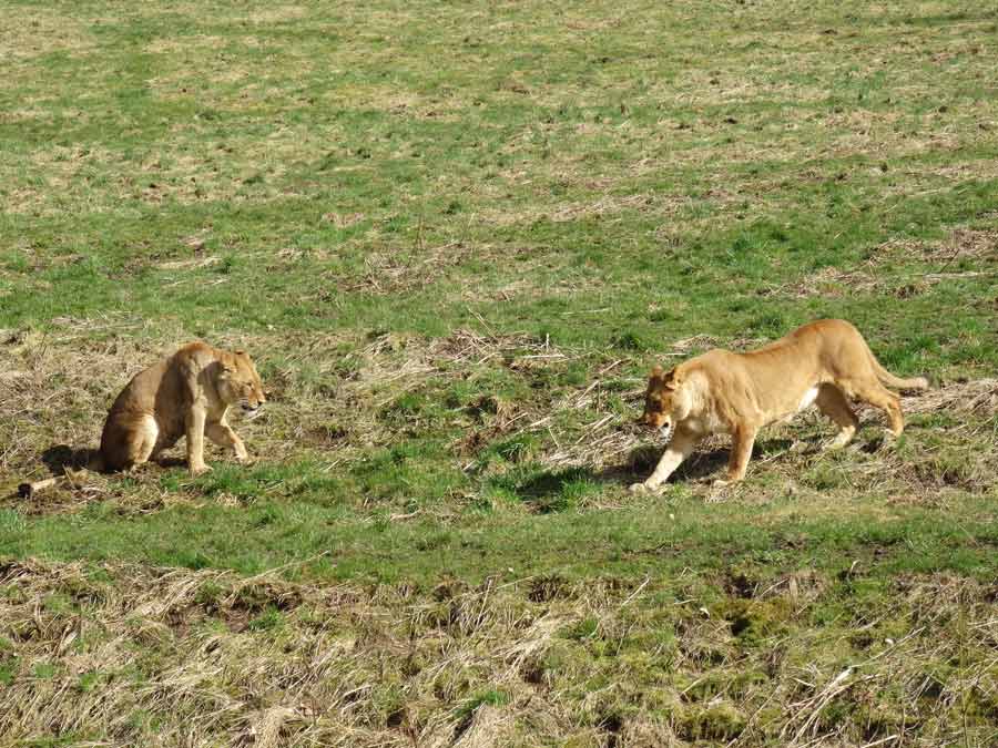 Afrikanische Löwen im Grünen Zoo Wuppertal im April 2015