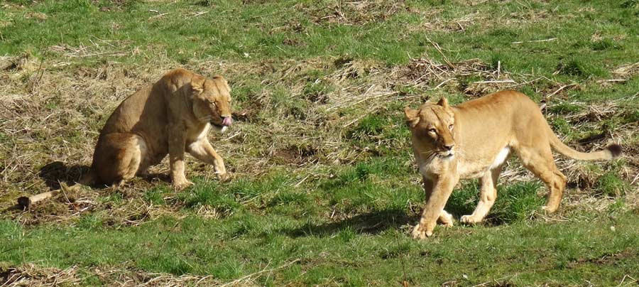 Afrikanische Löwen im Wuppertaler Zoo im April 2015