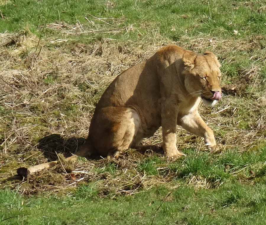 Verletzte Afrikanische Löwin MALAIKA im Zoo Wuppertal im April 2015