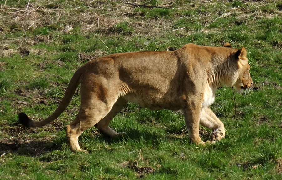 Afrikanische Löwin MALAIKA im Zoologischen Garten Wuppertal im April 2015