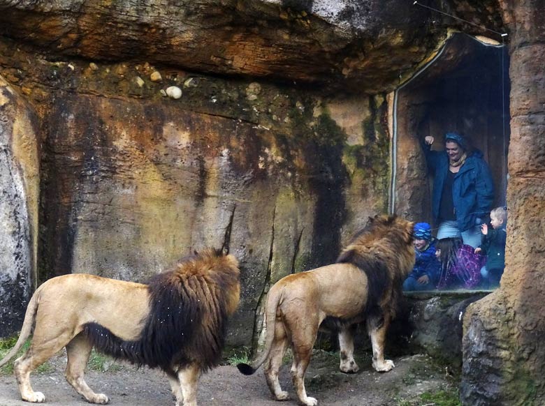 Afrikanische Löwen vor Zoogästen am 30. März 2016 im Grünen Zoo Wuppertal