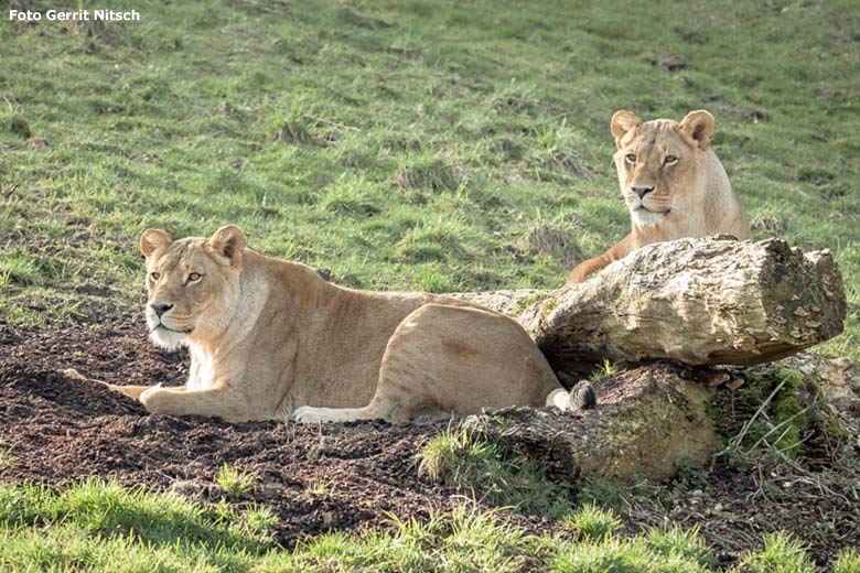 Afrikanische Löwen-Katzen MALAIKA und MAISHA am 2. April 2016 auf der Löwen-Savanne im Zoologischen Garten Wuppertal (Foto Gerrit Nitsch)