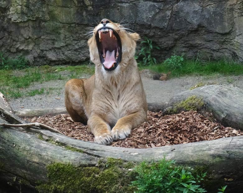 Afrikanische Löwenkatze Luena am 14. Mai 2016 im Wuppertaler Zoo