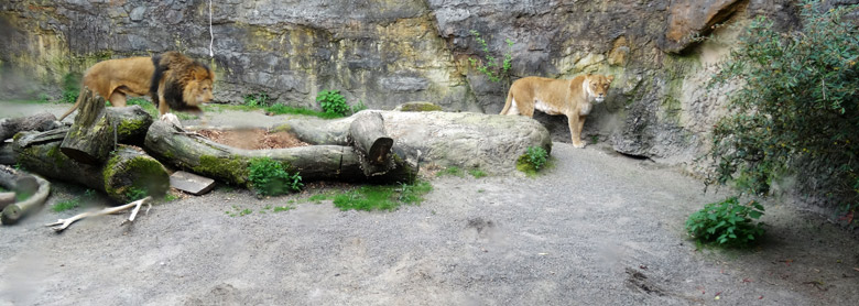 Afrikanischer Löwenkater Massai mit seiner Tochter Löwenkatze Luena am 14. Mai 2016 im Zoologischen Garten der Stadt Wuppertal