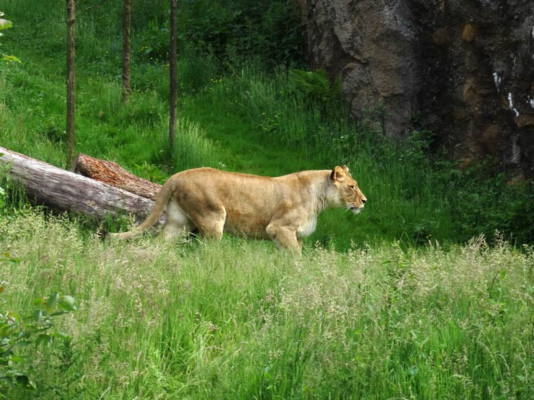 Löwenkatze "Maisha" auf der Löwensavanne am 4. Juni 2016 im Zoo Wuppertal