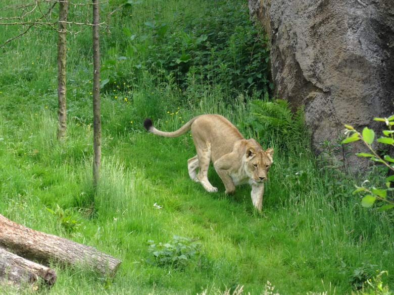 Löwenkatze "Malaika" auf der Löwensavanne am 4. Juni 2016 im Grünen Zoo Wuppertal