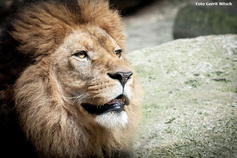 Afrikanischer Löwen-Kater MASSAI am 6. Juli 2016 im Zoologischen Garten Wuppertal (Foto Gerrit Nitsch)