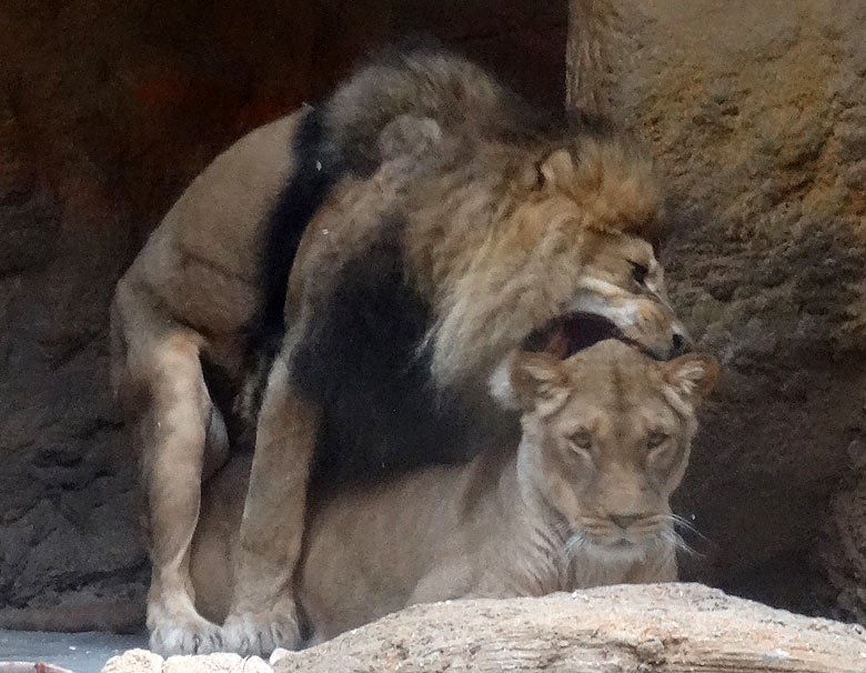 Afrikanische Löwen im Dezember 2016 Zoo Wuppertal