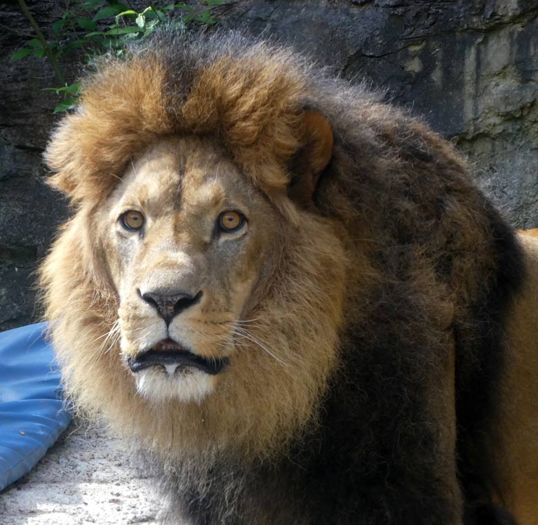 Afrikanischer Löwen-Kater MASSAI am 5. Juni 2017 im Zoologischen Garten der Stadt Wuppertal
