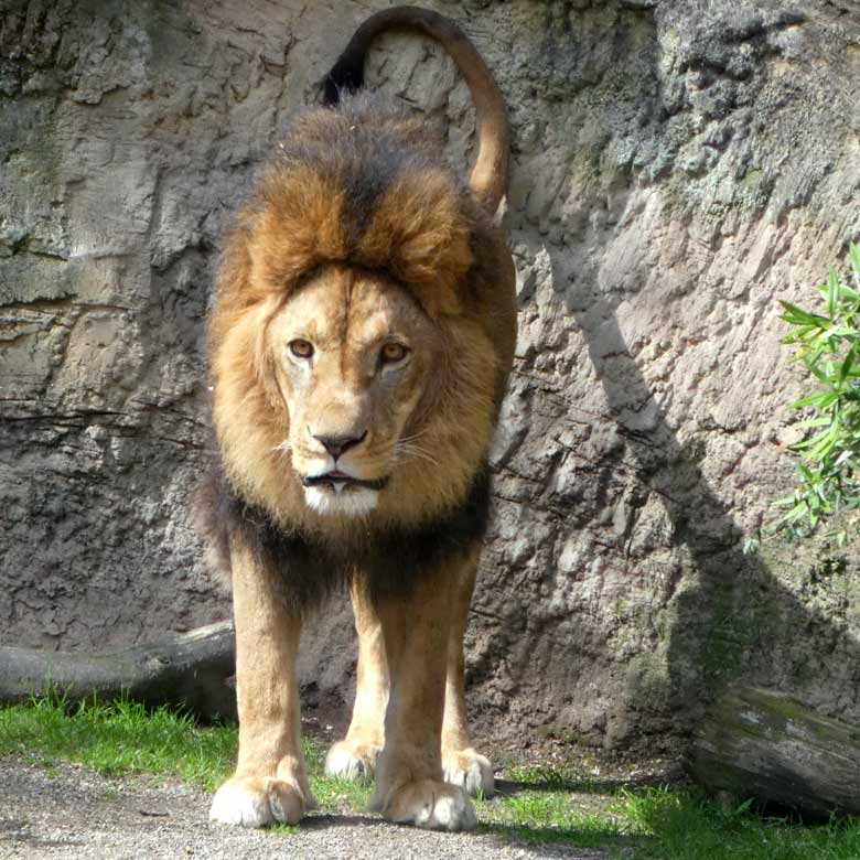 Afrikanischer Löwe MASSAI am 5. Juni 2017 im Wuppertaler Zoo
