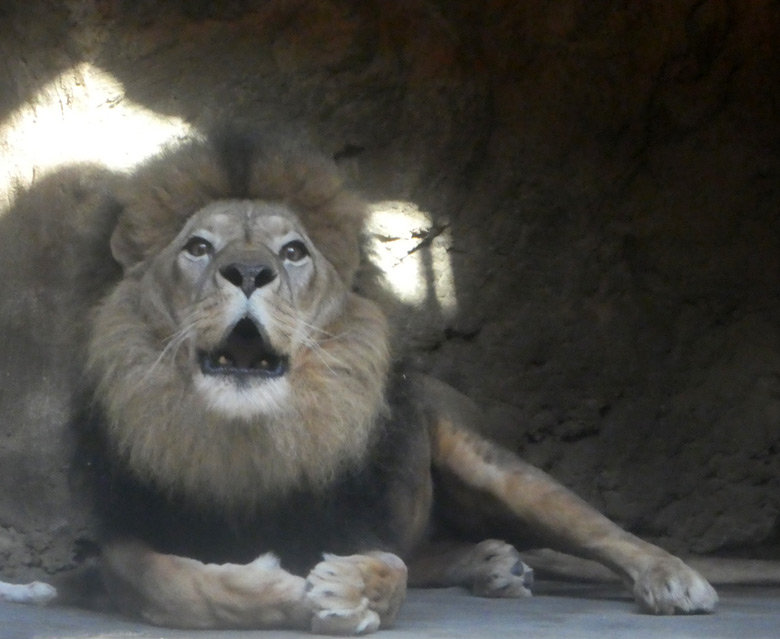 Afrikanischer Löwen-Kater MASSAI am 17. Juli 2017 im Grünen Zoo Wuppertal