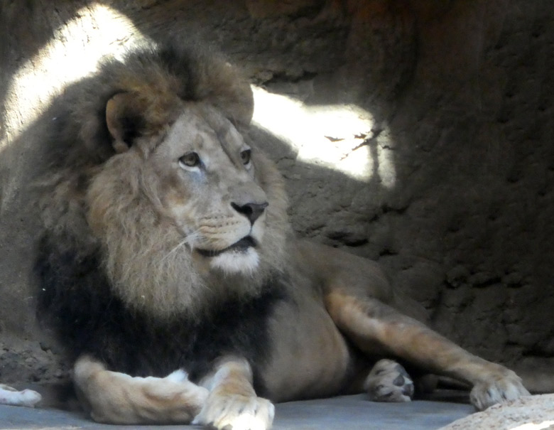 Afrikanischer Löwen-Kater MASSAI am 17. Juli 2017 im Zoologischen Garten Wuppertal