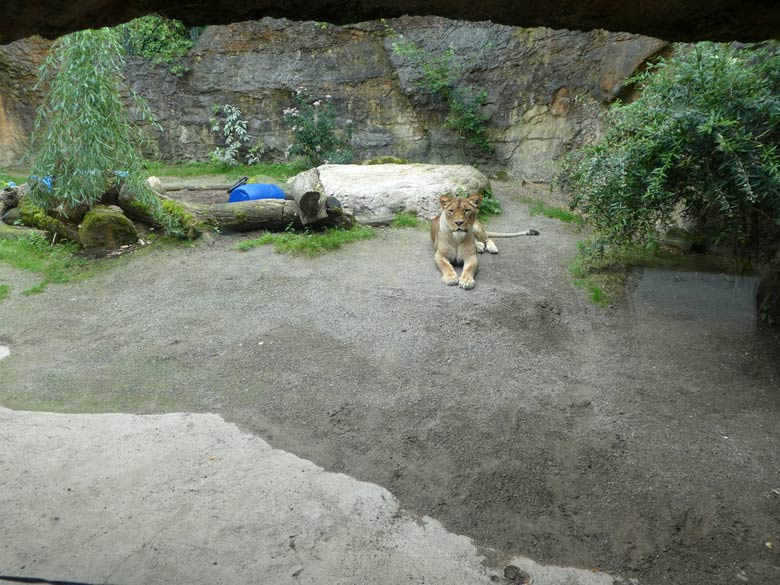 Afrikanische Löwen-Katze LUENA am 1. August 2017 auf der Mini-Außenanlage im Zoologischen Garten der Stadt Wuppertal