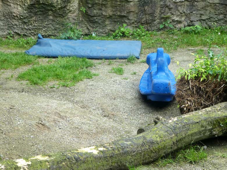 Beschäftigungsmaterial für die Afrikanische Löwen-Katze LUENA am 1. August 2017 auf der Mini-Außenanlage im Wuppertaler Zoo