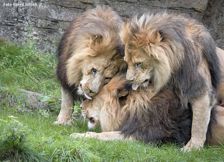Afrikanische Löwen am 4. August 2017 im Zoo Wuppertal (Foto Gerrit Nitsch)