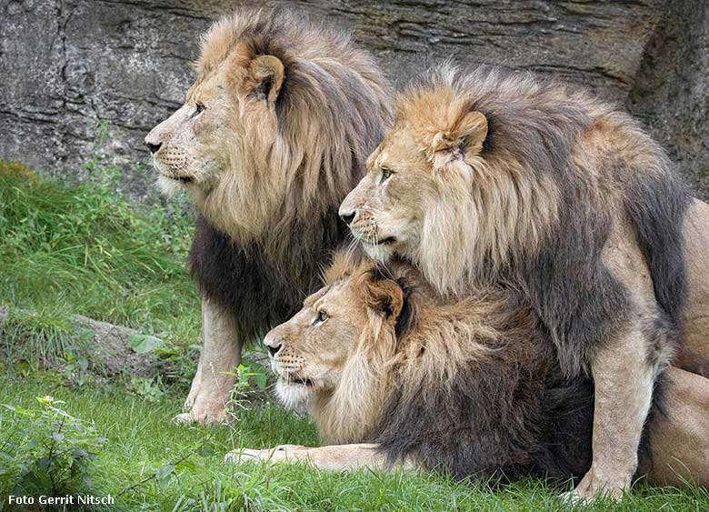 Afrikanische Löwen am 4. September 2017 im Zoo Wuppertal (Foto Gerrit Nitsch)