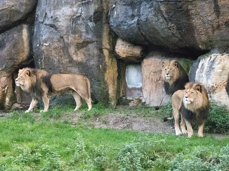 Drei Afrikanische Löwenkater am 30. Oktober 2017 im Grünen Zoo Wuppertal