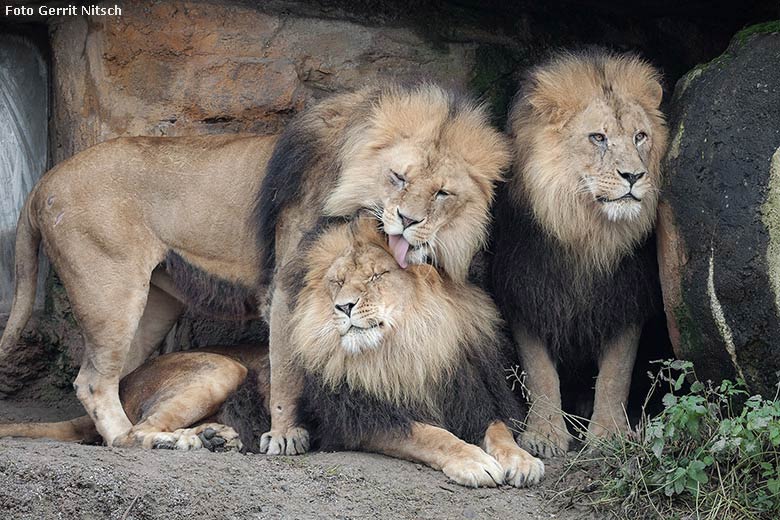 Afrikanische Löwen am 16. Dezember 2017 im Grünen Zoo Wuppertal (Foto Gerrit Nitsch)