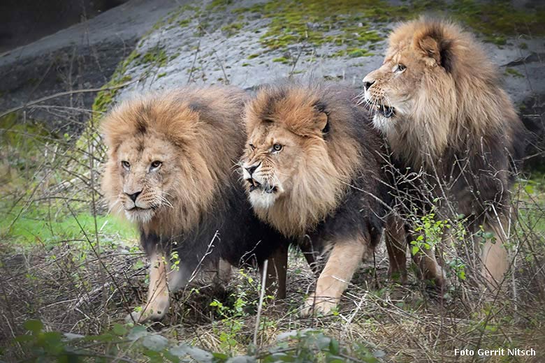 Die drei Afrikanischen Löwenkater SHAWANO, TAMO und MASSINO am 5. Januar 2018 im Grünen Zoo Wuppertal (Foto Gerrit Nitsch)