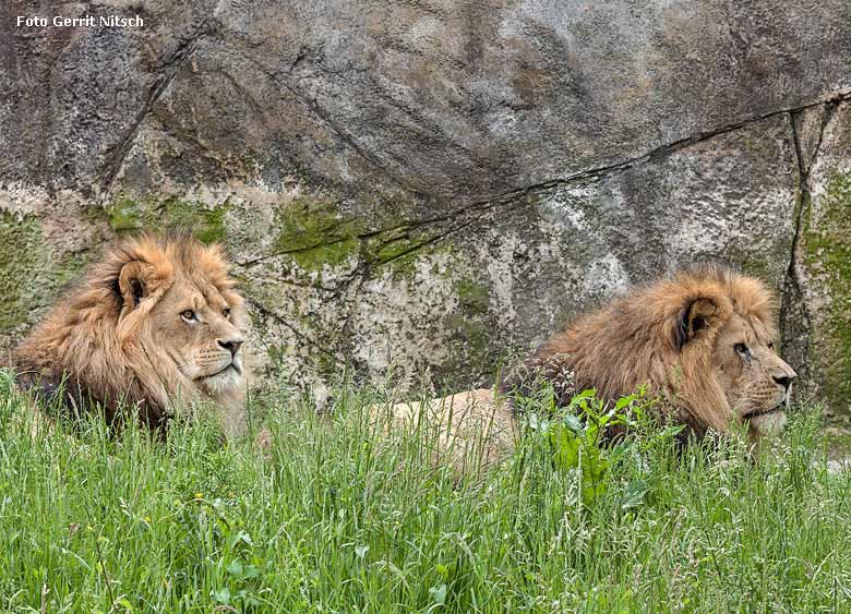 Afrikanische Löwenkater am 23. Mai 2018 vor dem Stallgebäude im Grünen Zoo Wuppertal (Foto Gerrit Nitsch)