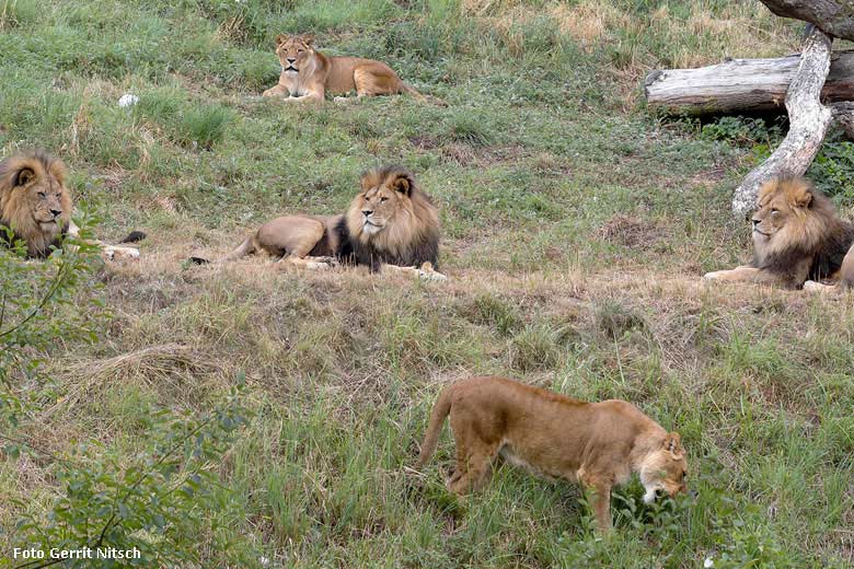 Afrikanische Löwen am 10. August 2018 auf der Außenanlage im Zoologischen Garten Wuppertal (Foto Gerrit Nitsch)