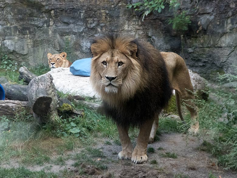 Afrikanische Löwen am 14. August 2018 auf der Mini-Außenanlage am Löwenhaus im Wuppertaler Zoo