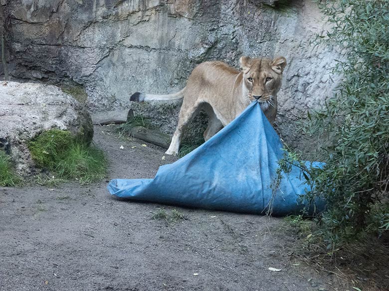 Afrikanische Löwen-Katze LUENA am 5. Oktober 2018 auf der kleinen Außenanlage am Löwenhaus im Zoologischen Garten Wuppertal
