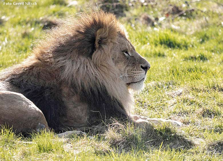 Afrikanischer Löwen-Kater MASSINO am 30. März 2019 auf der Löwen-Savanne im Zoo Wuppertal (Foto Gerrit Nitsch)
