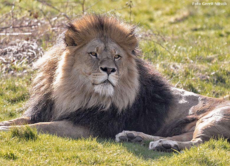 Afrikanischer Löwen-Kater TAMO am 30. März 2019 auf der Löwen-Savanne im Grünen Zoo Wuppertal (Foto Gerrit Nitsch)