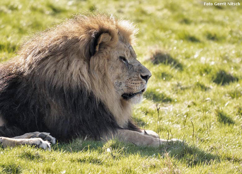 Afrikanischer Löwen-Kater SHAWANO am 30. März 2019 auf der Löwen-Savanne im Wuppertaler Zoo (Foto Gerrit Nitsch)