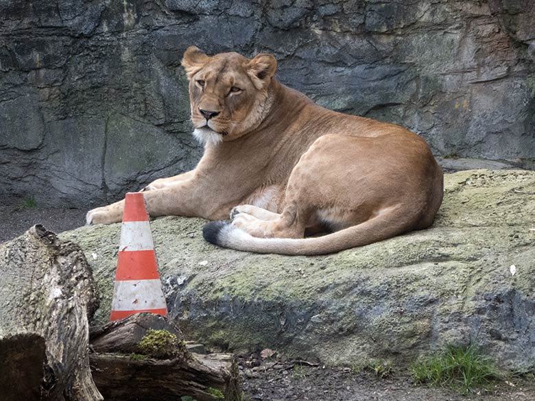 Afrikanische Löwen-Katze LUENA am 30. März 2019 auf der Mini-Außenanlage im Löwen-Haus im Zoologischen Garten der Stadt Wuppertal