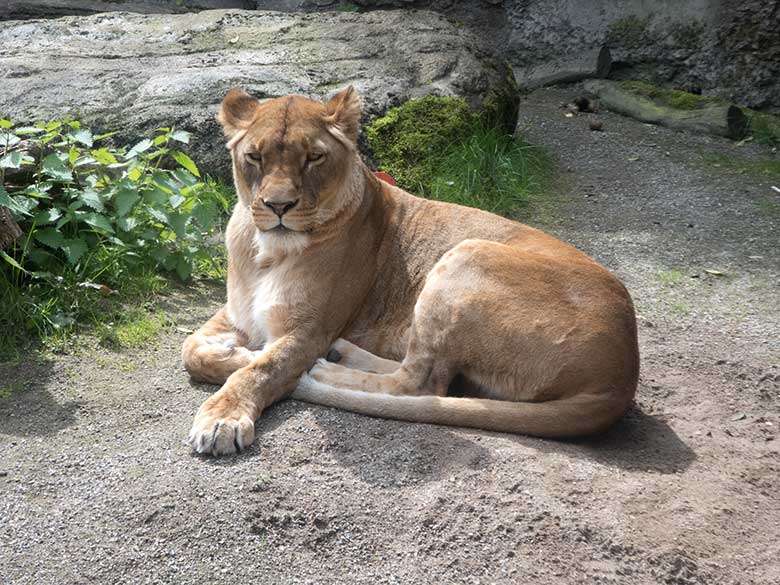 Afrikanische Löwin am 9. Juni 2019 im Wuppertaler Zoo