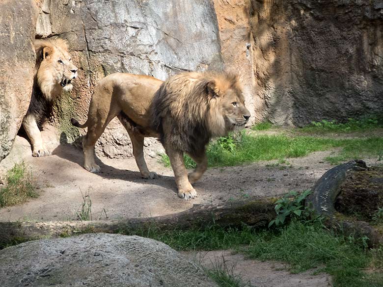 Afrikanische Löwen-Kater am 25. Juni 2019 auf der Mini-Außenanlage im Löwen-Haus im Grünen Zoo Wuppertal