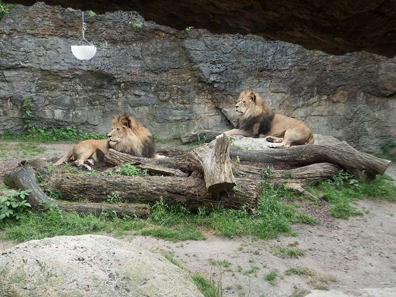 Afrikanische Löwen-Kater am 25. Juni 2019 auf der Mini-Außenanlage im Löwen-Haus im Zoologischen Garten der Stadt Wuppertal