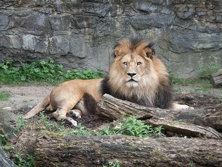 Afrikanischer Löwen-Kater am 25. Juni 2019 auf der Mini-Außenanlage im Löwen-Haus im Wuppertaler Zoo