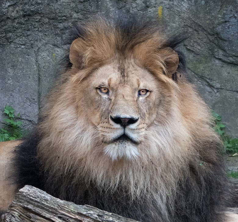 Afrikanischer Löwen-Kater am 25. Juni 2019 auf der Mini-Außenanlage im Löwen-Haus im Grünen Zoo Wuppertal