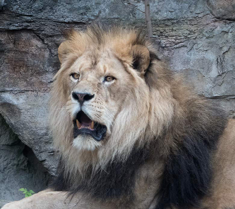 Afrikanischer Löwen-Kater am 25. Juni 2019 auf der Mini-Außenanlage im Löwen-Haus im Zoo Wuppertal
