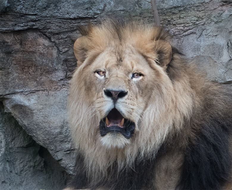 Afrikanischer Löwen-Kater am 25. Juni 2019 auf der Mini-Außenanlage im Löwen-Haus im Zoologischen Garten Wuppertal