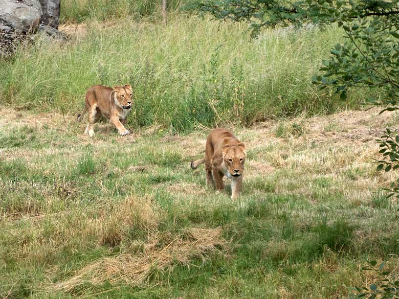 Afrikanische Löwen-Katzen MALAIKA (hinten) und MAISHA (vorn) am 25. Juni 2019 auf der Löwen-Savanne im Grünen Zoo Wuppertal