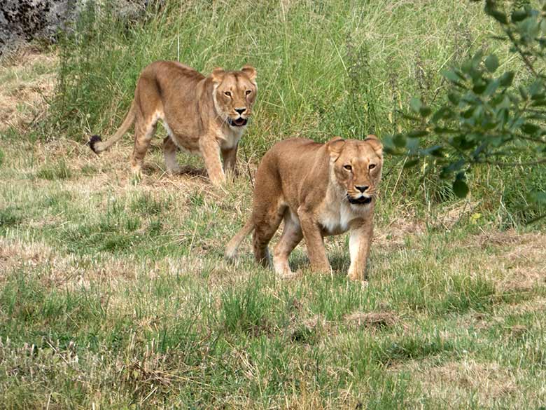 Afrikanische Löwen-Katzen MALAIKA (hinten) und MAISHA (vorn) am 25. Juni 2019 auf der Löwen-Savanne im Zoo Wuppertal